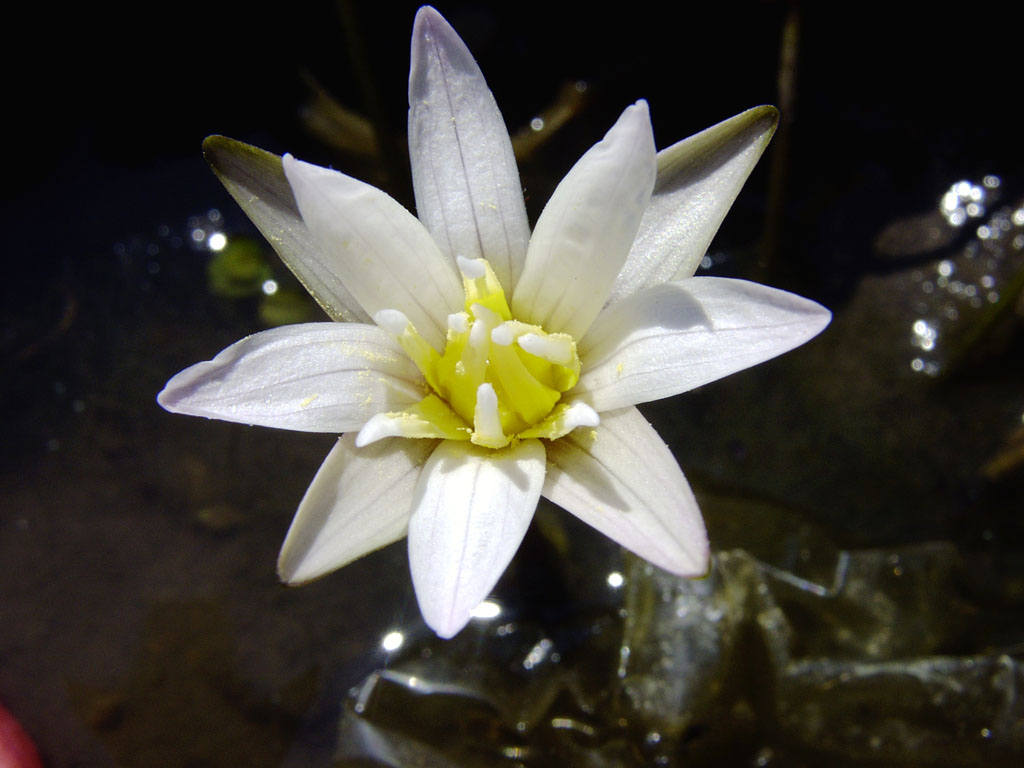Nymphaea minuta Sep 30 05 Image004